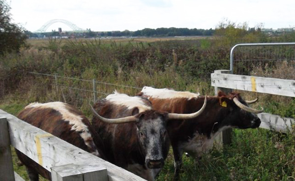 The English Longhorn cows which were grazing  on an area of saltmarsh in the Mersey Estuary